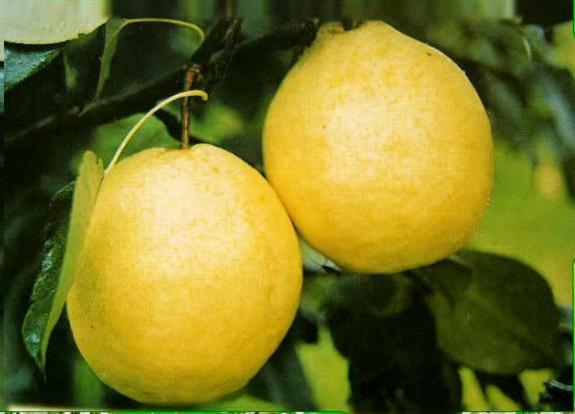 同川梨优势的恢复同川梨优势的恢复